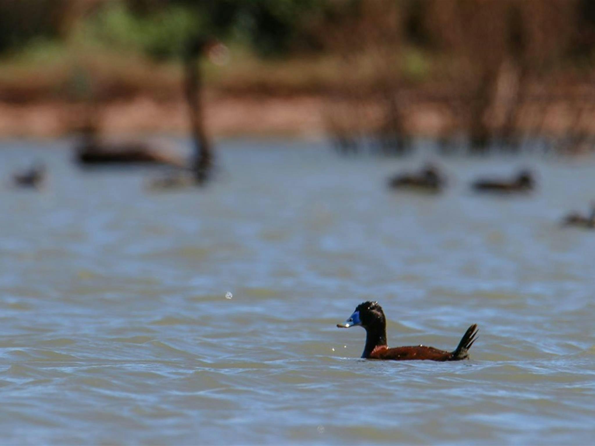 Blue-billed duck, Narriearra Caryapundy Swamp National Park. Photo: Courtney Davies &copy; DPIE